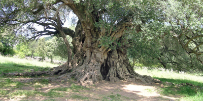 Luras, (Gallura). L’albero più antico d’Italia.